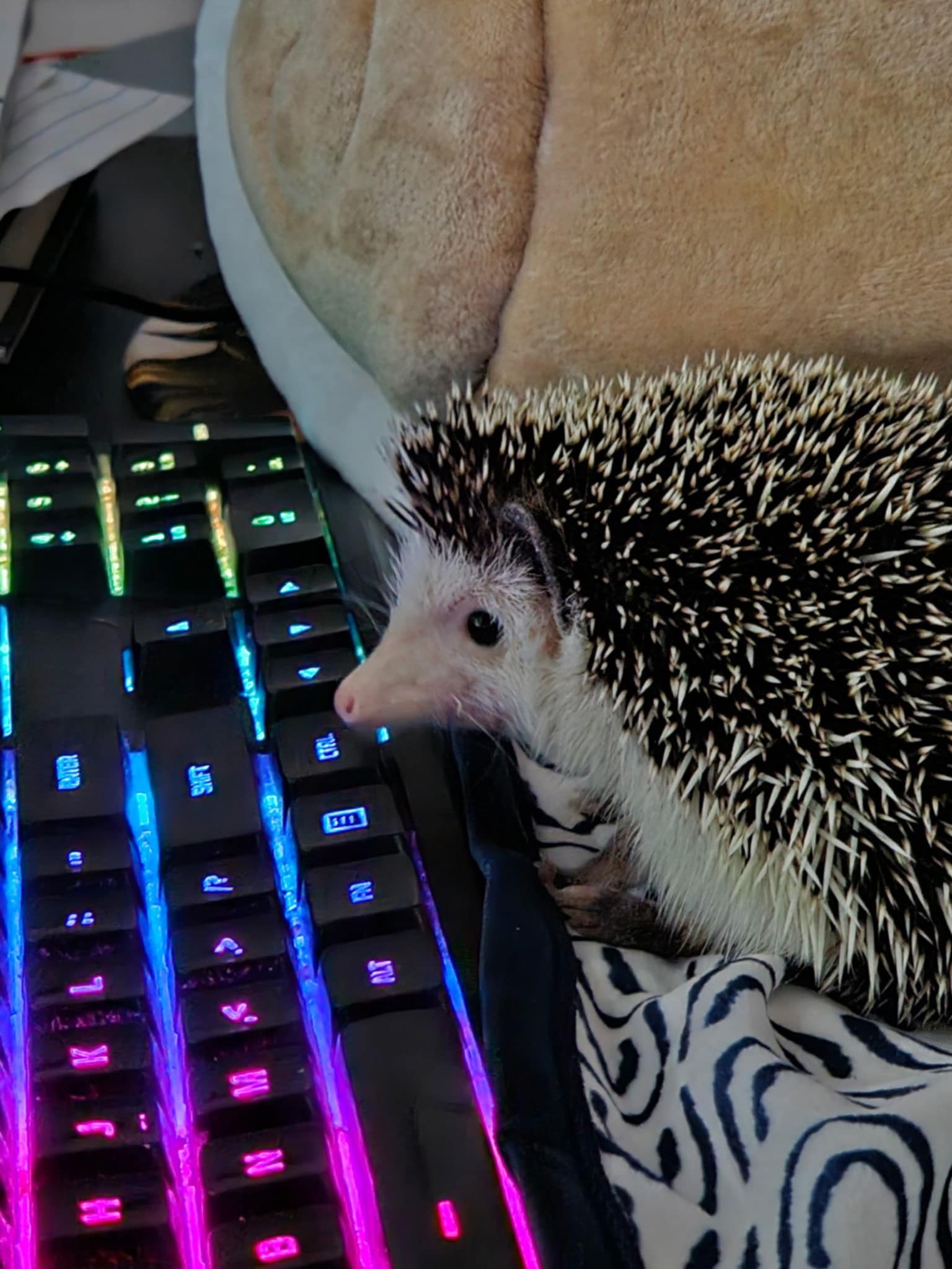 Quill*bert