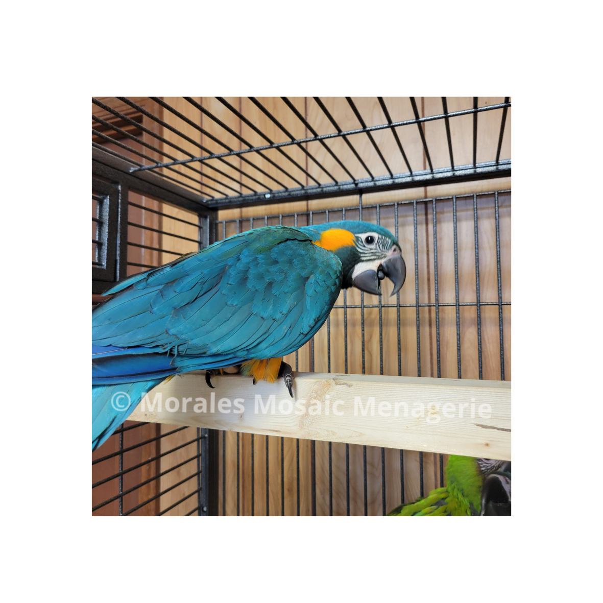 Aviculture