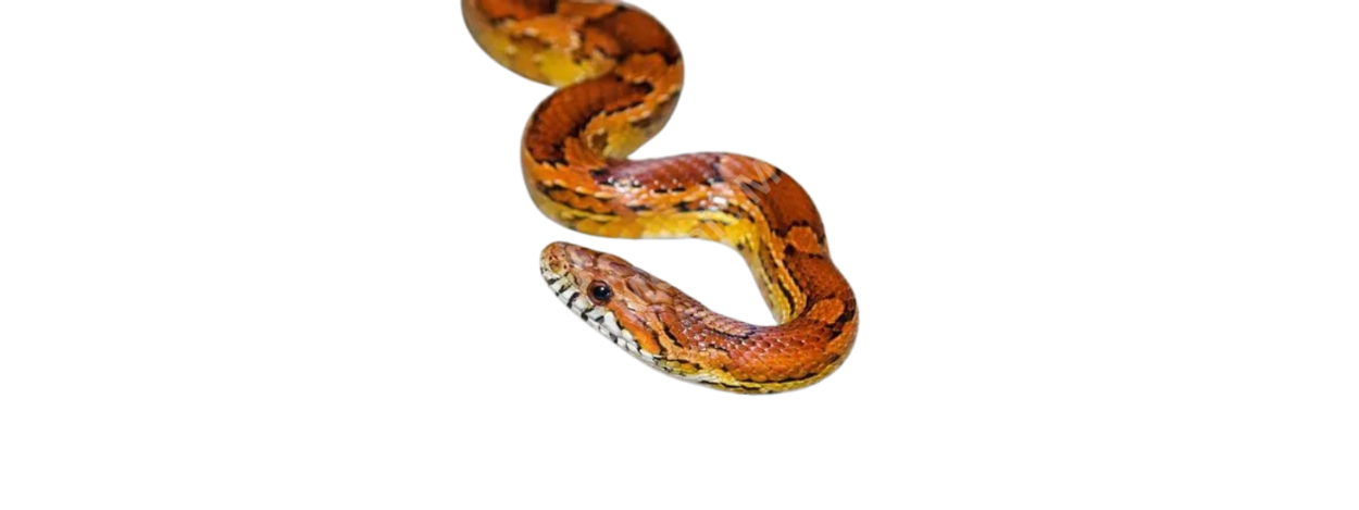 Snakes