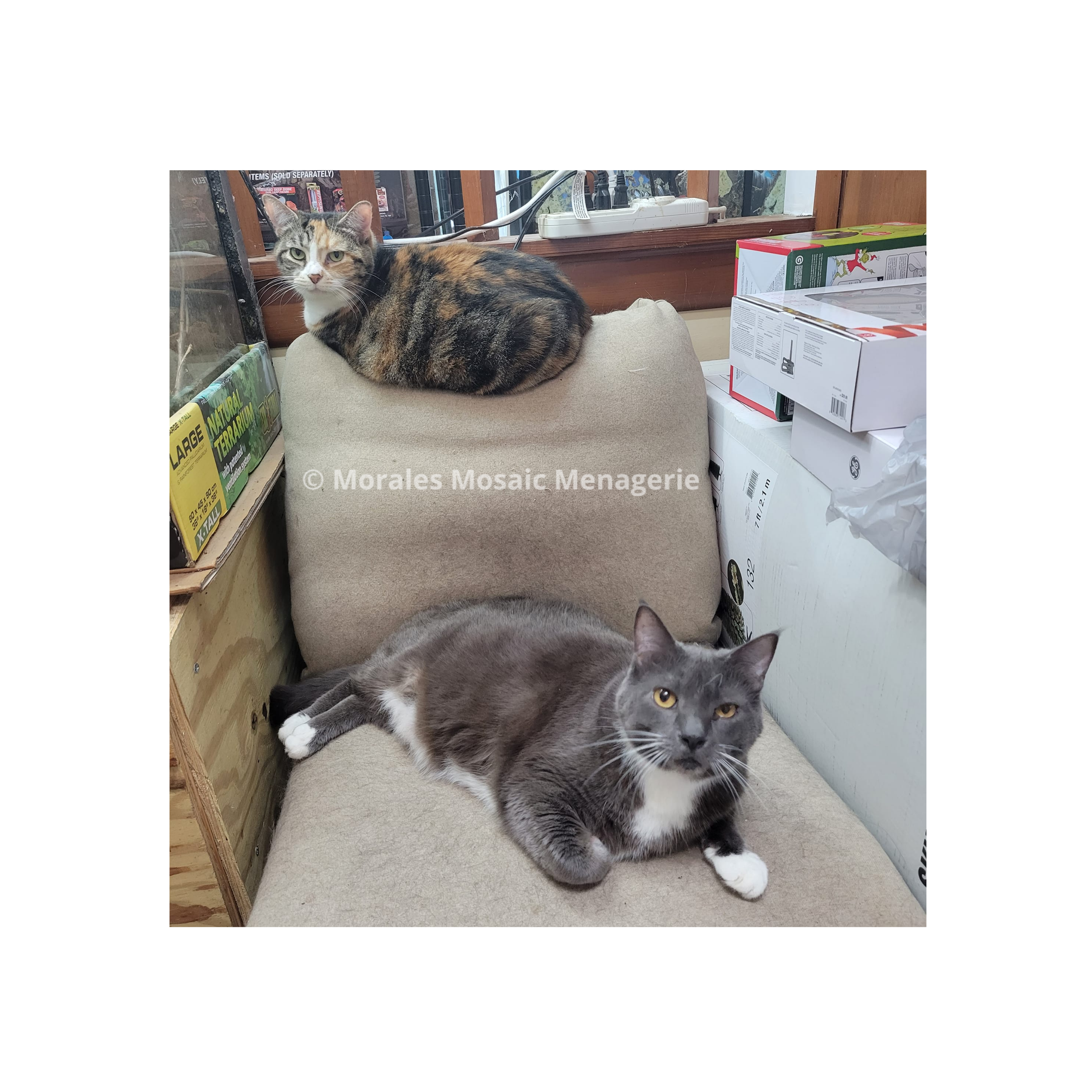 Sox and Tansy