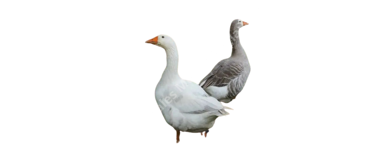 Geese