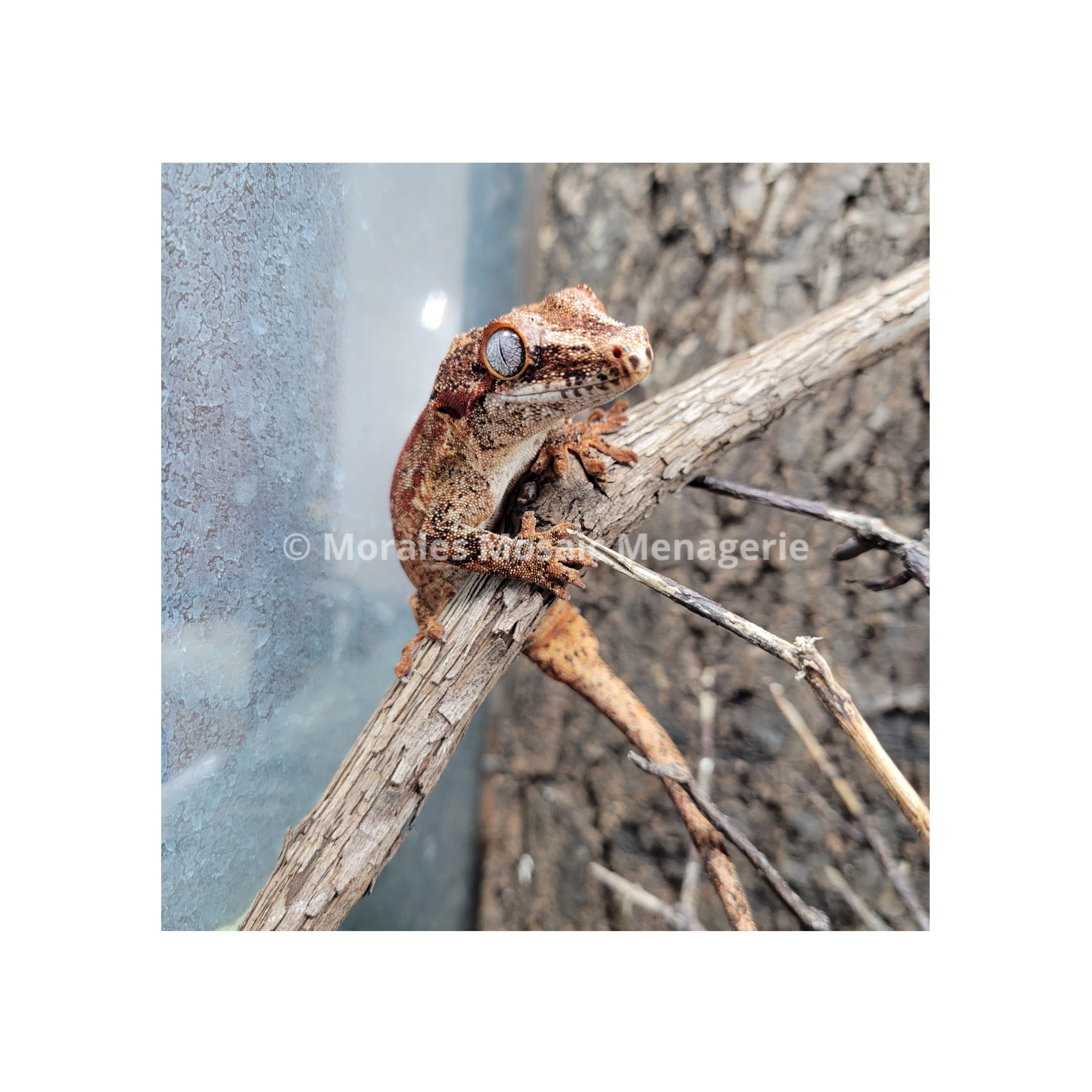Lizards