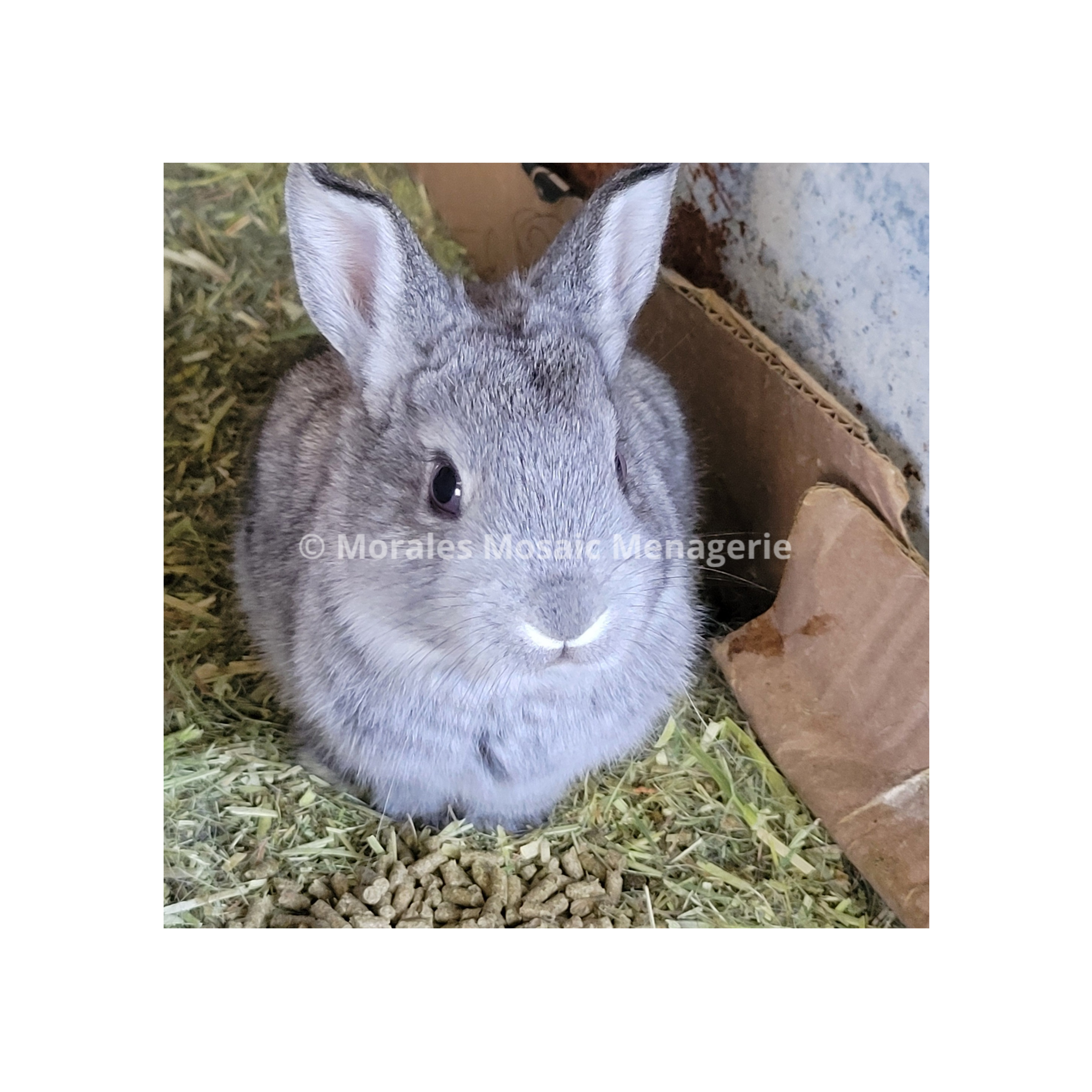 Rabbits