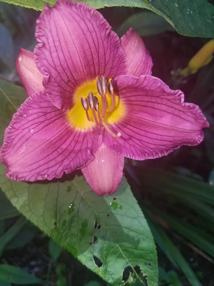 Edible Flowers