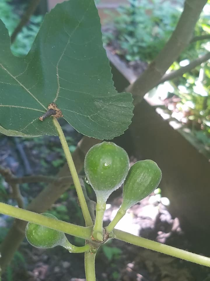 Fruit