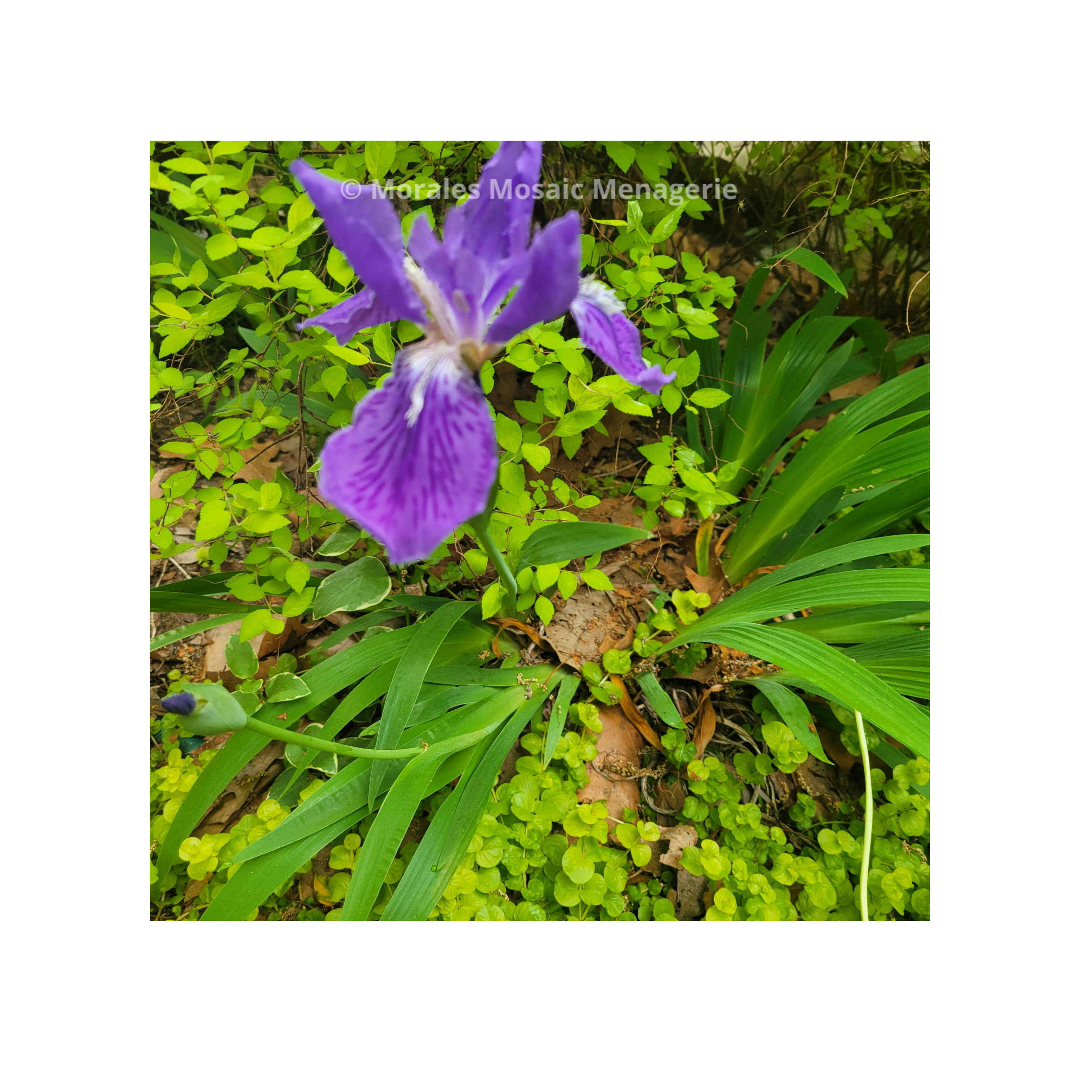 Native VA Plants