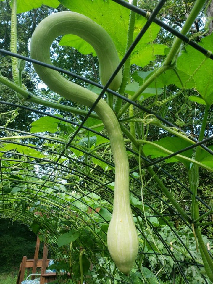 Vegetables